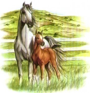 FajnKoně - hříbě - hříbata